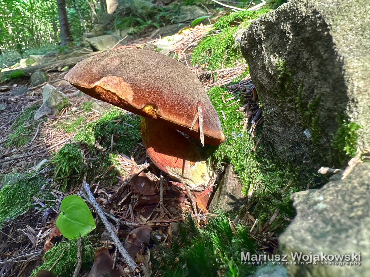 Grzybobranie i moje emocje.